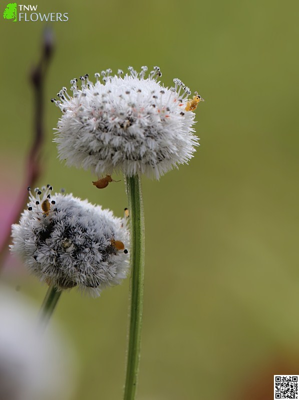 Spherical Pipewort